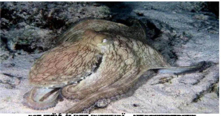 Şekil 2.4. Adi Ahtapot - Octopus vulgaris