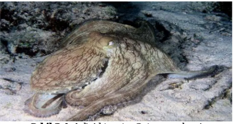 Şekil 2.4. Adi Ahtapot - Octopus vulgaris