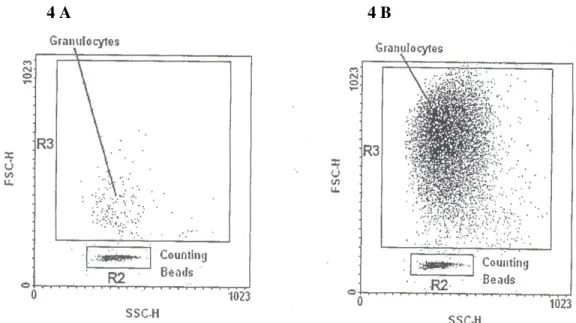 Şekil  4.  Veri  toplama  ve  analizi  boyunca  tipik  nokta  bölge  (SSC/FSC)  görünümü,  sayma  taneleri  (counting  beads)  üzerinde  bölge  1  (R  1)  ve  bölge  2  (R  2)  kapı,  granülositlerin  üzerinde bölge 3 (R 3) 