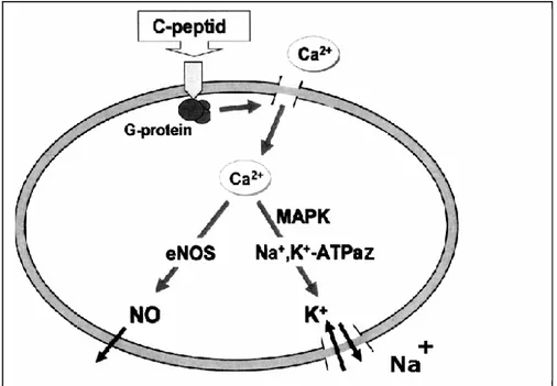 Şekil 2.2. C-Peptidin hücresel etkilerinin şematik gösterilmesi (Wahren ve ark  2004)