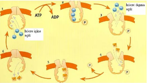 Şekil 2.3. Na + /K + -ATPaz’ın mekanizması (Bauer ve ark 2005) 