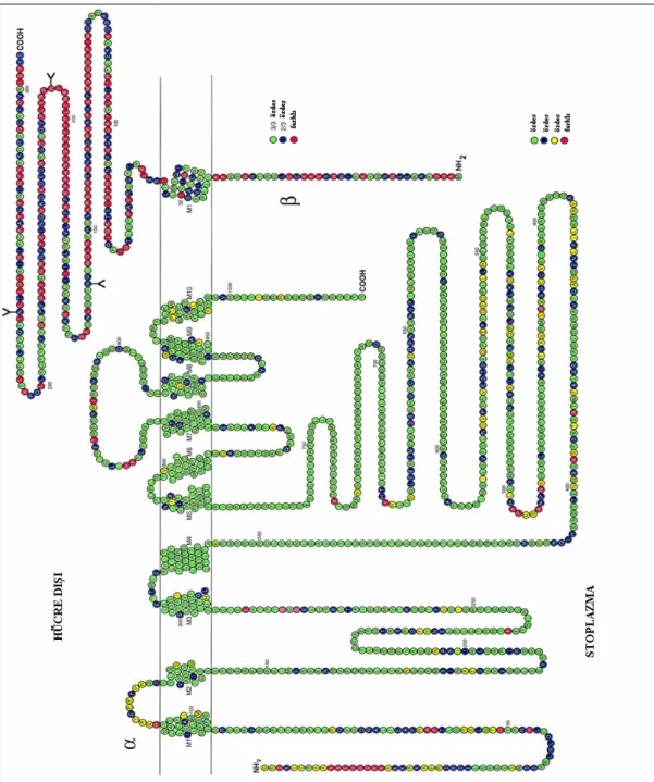 Şekil 2.5. Na + /K + -ATPaz enzimi alt üniteleri. Farklıα ve β  alt üniteleri arasındaki  aminoasit homolojisini göstermek için rezidüler renklendirilmiştir.( Blanco ve Mercer  1998)