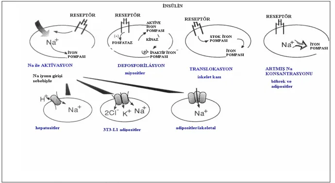 Şekil 2.6.  İnsülinle Na + /K + -ATPaz regülasyonunun şematik mekanizması (Ewart ve  Klip1995)