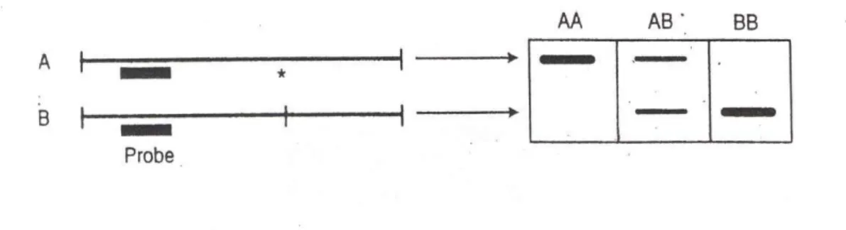 Şekil 2.8. Restriksiyon  fragmenti uzunluk polimorfizm belirlenmesi. A alelinde *(yıldız)  ile belirtilen bölgedeki varyasyon nedeni ile kesim yapılamamakta ve B alelinden daha  geniş bir DNA parçası oluşmakta