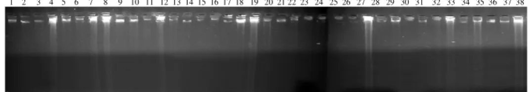 Şekil 4.1. Çalışmada kullanılan örneklerin DNA jel görüntüleri 