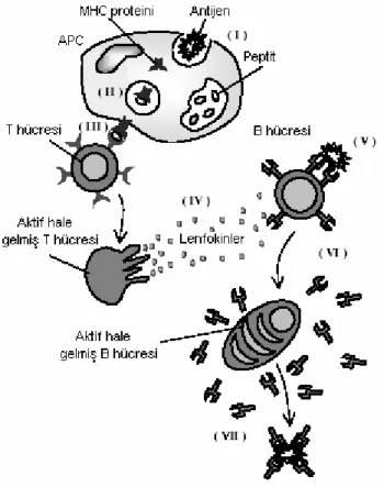Şekil 2.2 Bağışıklık tanıma ve aktivasyon mekanizmaların basitleştirilmiş gösterimi (De Castro ve  Timmis 2002a) 