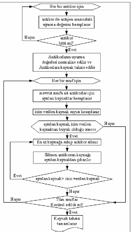 Şekil 5.13 BK-YBTS’de uyarma, kaynak tahsisi ve antikor çıkarılması sürecinin akış diyagramı 