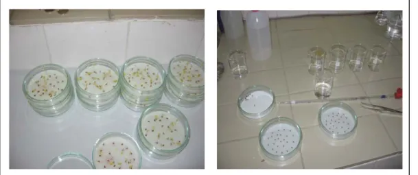 Şekil 5. Lepidium sativum Testine Ait Fotoğraflar 