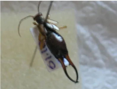 Şekil 4.1. Forficula auricularia Linnaeus (Dermaptera:Forficulidae)’ da  ergin  