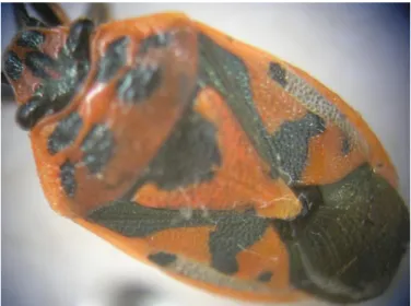 Şekil 4.3. Eurydema ornatum Linnaeus (Hemiptera:Pentatomidae)’ da ergin  
