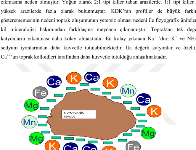 ġekil 4.3: Topraktaki Katyonların Bağlanması 