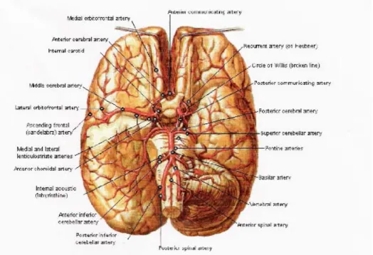 Şekil 1: Serebral arterlerin anatomik yapılarının görünümleri (88) 