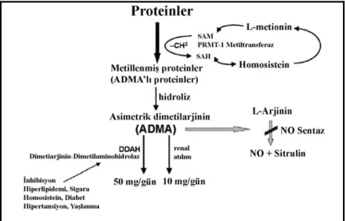 Şekil 5: ADMA metabolizması (95) 