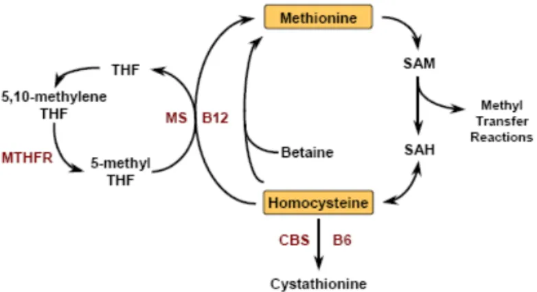 Şekil 6: Homosistein metabolizması (21). 