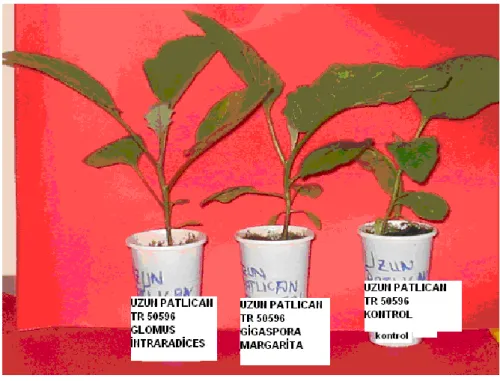 Şekil 3.4. Mikoriza uygulanan ve uygulanmayan patlıcan bitkilerinin görüntüsü. 