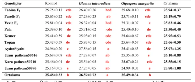 Çizelge 4.4. Patlıcan genotiplerinde AMF uygulamalarının gerçek yaprakların görünme süresi    Genotipler  Kontrol  Glomus intraradices  Gigaspora margarita  Ortalama  Fabina F 1 25.75±0.13    cde  26.40±0.26          bcd  25.68±0.10       cde  25.94±0.37  