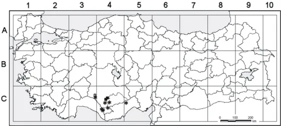 Şekil 3. Çalışmada kullanılan Allium cassium Boiss., A. isauricum Hub.-Mor. ve A. 