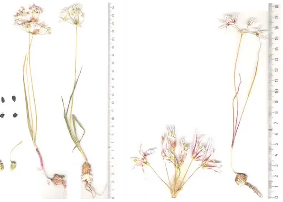 Şekil 4.1.1. Allium cassium Boiss.’in herbaryum örneği (M. Dinç 3125, B. Kaya &amp; S