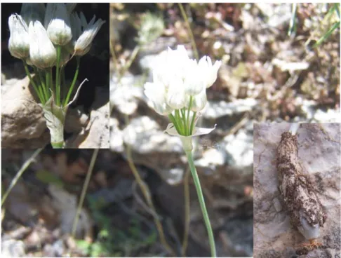 Şekil 4.1.4. Allium isauricum Hub.-Mor.’un doğal görünümü (M. Dinç 3179, B. 