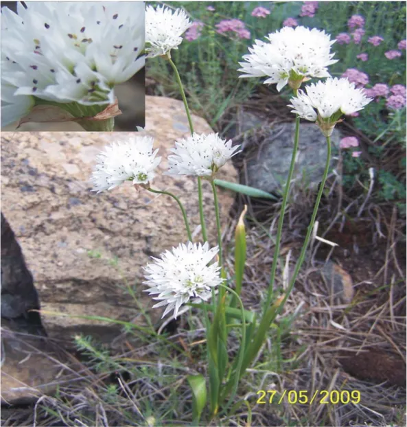 Şekil 4.1.6.  Allium ertugrulii Demirelma &amp; Uysal’ın doğal görünümü (M. Dinç  3142, B