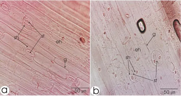 Şekil 4.2.2. Allium cassium Boiss.’in yaprak alt (a) ve üst (b) yüzeysel kesiti. st  stoma, sh stoma hücresi, eh epidermis hücresi, g geçit