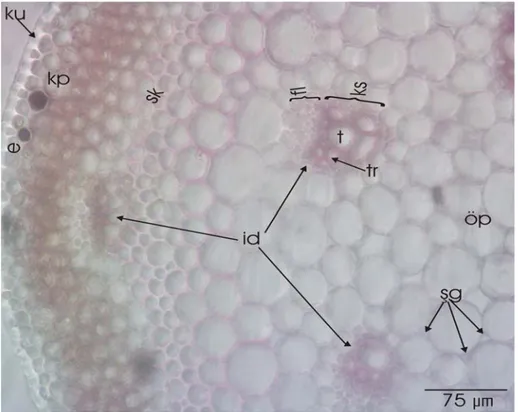 Şekil 4.2.3. Allium cassium Boiss.’in skap enine kesiti. ku kutikula, e epiderma, sk  sklerankima, id iletim demetleri, fl floem, ks ksilem, kp korteks parankiması, öp öz  parankiması, şg şizogen boşluk, t trake, tr trakeit 