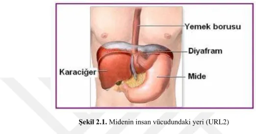 Şekil 2.1. Midenin insan vücudundaki yeri (URL2) 