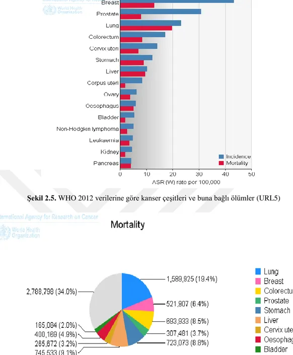 Şekil 2.6. WHO 2012 verilerine göre kanser çeşitleri ve buna bağlı ölüm oranları (URL6) 