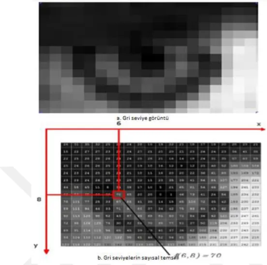Şekil 3.10. Gri seviyeli görüntü ve gri seviyelerin sayısal temsili 