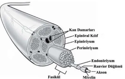 Şekil 4: Periferik sinir anatomisi (Siemionow M, Brzezicki G. Current techniques and  concepts in peripheral nerve repair