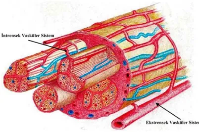 Şekil 5: Sinirin vasküler yapısı  (Zochodne DW. Neurobiology of Peripheral Nerve  Regeneration
