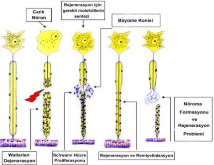 Şekil 8: Aksonal Rejenerasyon Süreci (http://www.neuroanatomie.at) 