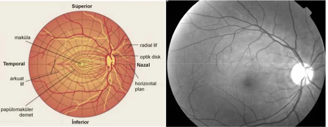 Şekil 3. Retina sinir lifi tabakasının normal anatomisi (a) (22), ve kırmızıdan yoksun  ışıkla çekilen sağlıklı bir RSLT görünümü (b)