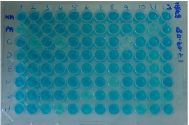 Şekil 4.1. ELISA sonuçları (Reaksiyon durdurulduktan sonra)