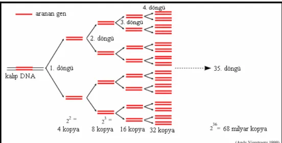 Şekil 3.3. PCR’da DNA amplifikasyonu 1