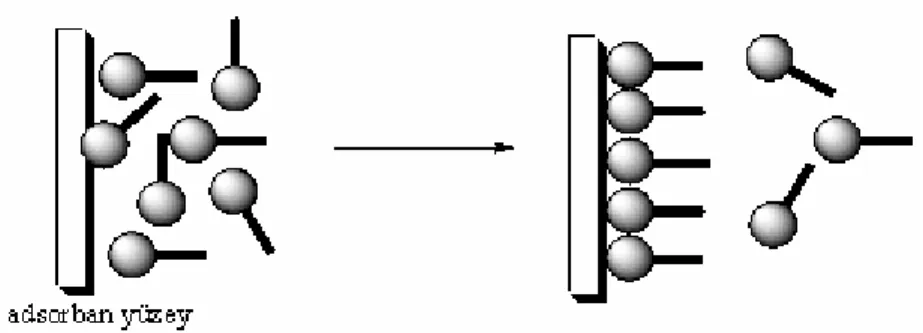 Şekil 2.1. Katı destek madde üzerine sıvı çözeltiden molekül transferi ile tekli tabaka  oluşumunun şematik gösterimi