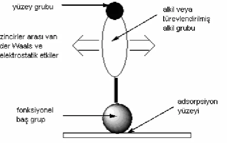 Şekil 2.3. Kendiliğinden toplanan tekli tabaka içinde bulunan çekim kuvvetlerinin  şematik gösterimi