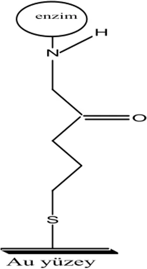 Şekil 2.5. Altın yüzeyine kovalent bağlanma ile enzim bağlanarak oluşan tekli tabaka  yapının şematik gösterimi