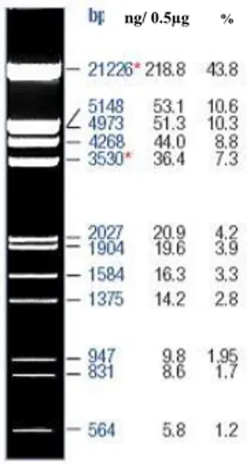 Şekil 3.3 λ DNA’nın EcoRI ve HindIII  Kesim  Enzimleri  ile  Hazırlanan  DNA’sı 