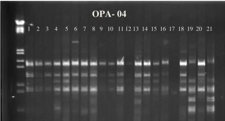 Şekil 4.1 OPA-04 Numaralı RAPD Primerinin 21 Dut Genotipindeki Amplifikasyon  Görüntüsü