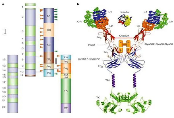 Şekil 2.5. İnsülin alıcı proteininin yapısal biyolojisi. a) alıcı proteininin şematik yapısı,   b) Kristal yapısı (Nature rewievs drug discovery 1, 769-783, 2002) 