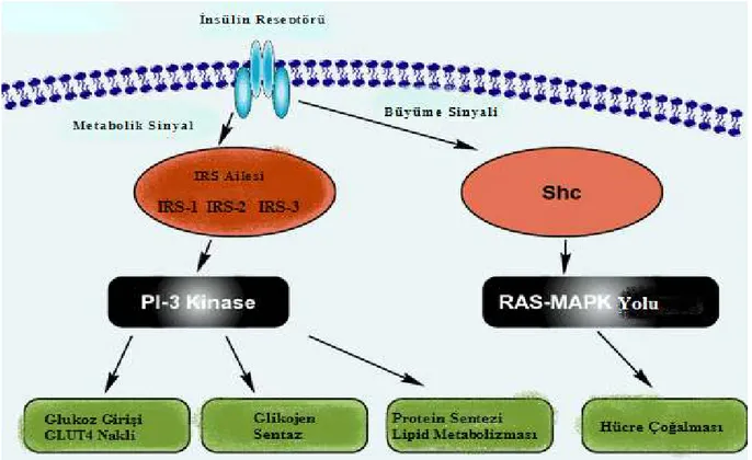 Şekil 2.6. IRS proteinlerinin insülin uyarı-ileti yolundaki görevleri (www.glycoforum.gr.jp) 