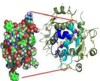 Şekil 2.2. İnsülin Monomeri                                   Şekil 2.3. Çift çinkolu insülin hekzameri                                                                                    (http://en.wikipedia.org/wiki/insülin)                     (http://en