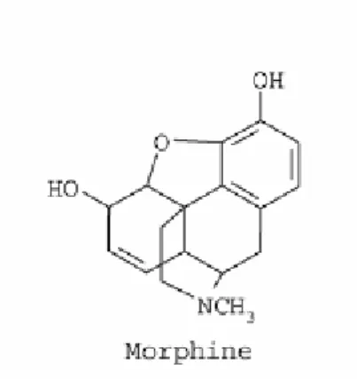 Şekil 2.11: Morfin 