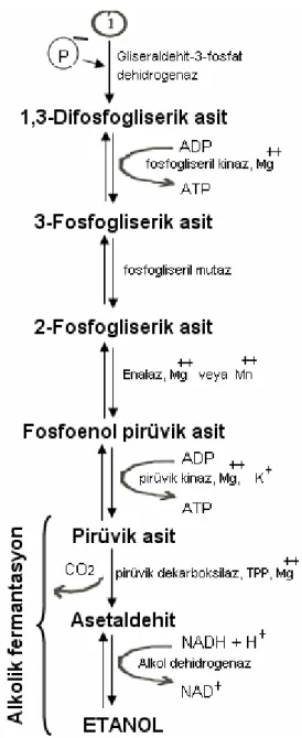 Şekil 2.1 Sakkarozun alkolik fermantasyon mekanizması. 