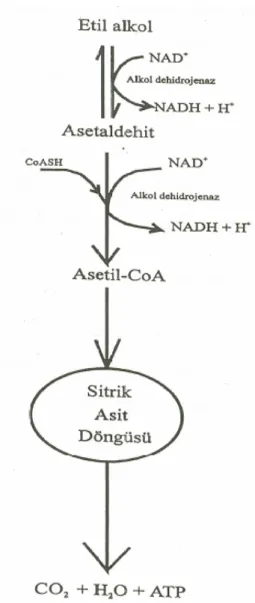 Şekil 2.2 Etanol Metabolizması 