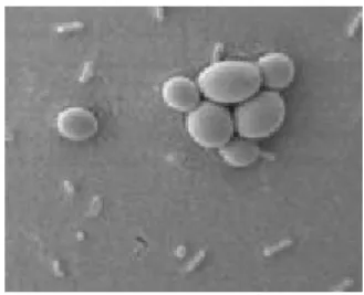 Şekil 2.3. Saccharomyces cerevisiae mayası 