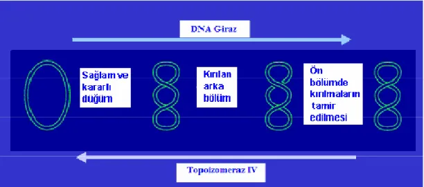 Şekil 2.22.DNA replikasyonundaki iki enzimin işleyişi. 