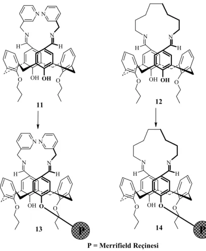 Şekil 2.4. Kaliks[4]arenin Schiff bazı türevlerinin sentezi ve Merrifield reçinesine  bağlanması 