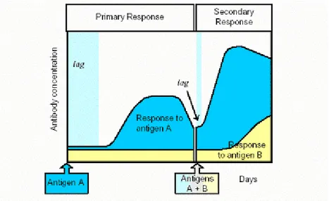 Şekil  4.4 Birinci ve İkinci İmmün Yanıt Etkileri 